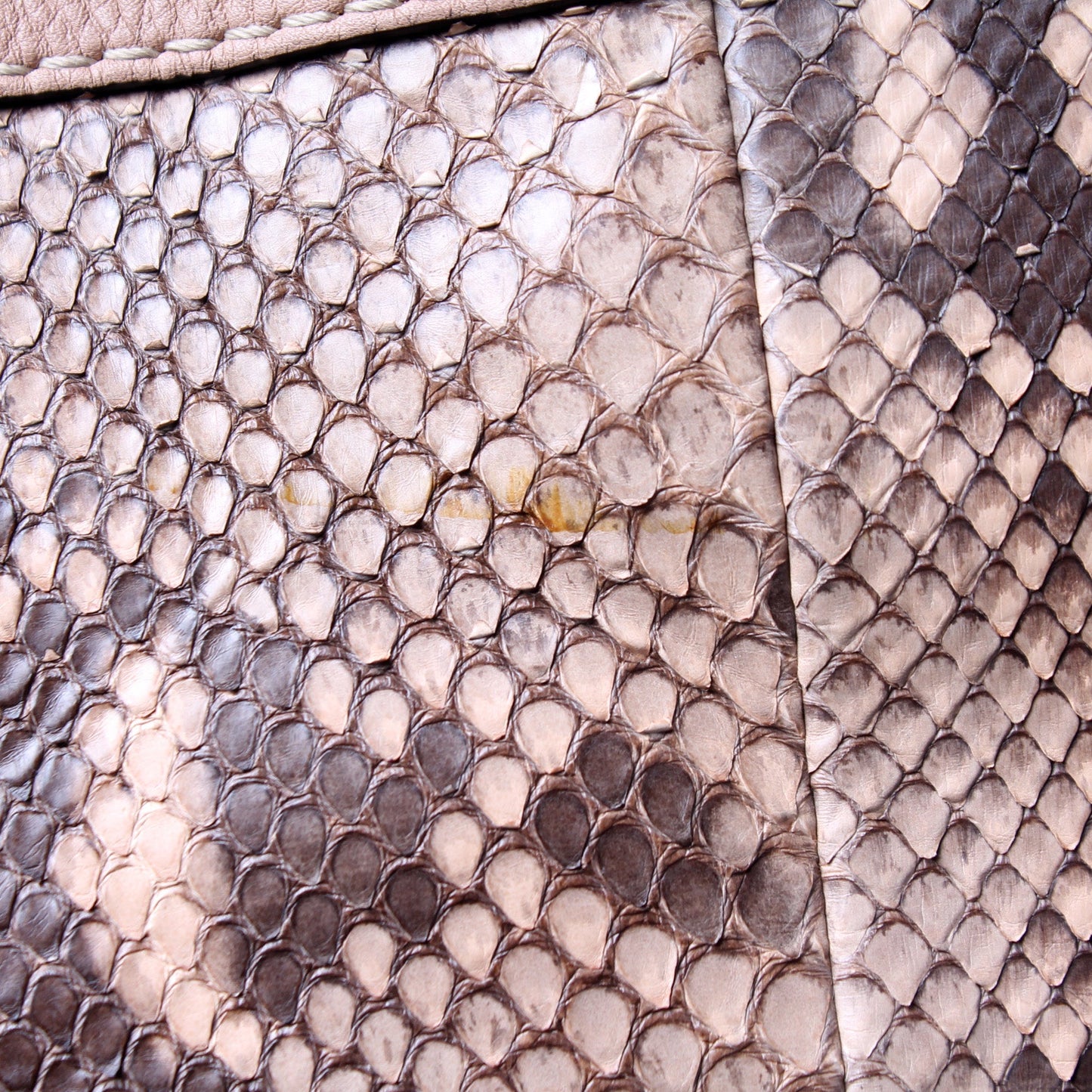 269949 Bella Zip Top Snake